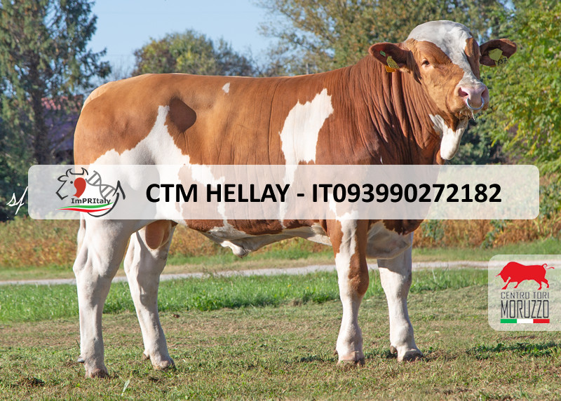 CTM HELLAY