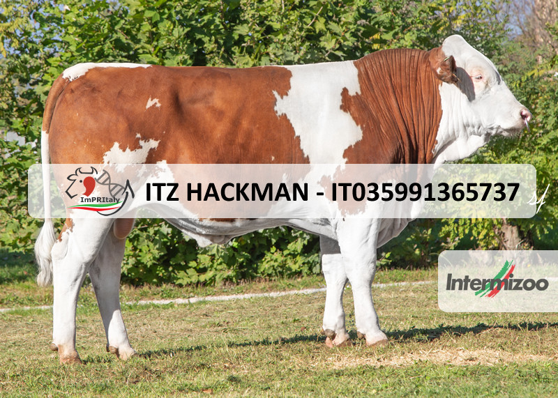 ITZ HACKMAN