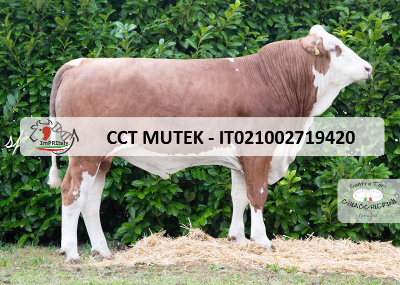 CCT MUTEK