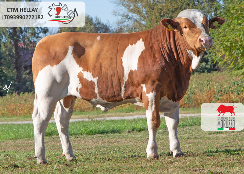 CTM HELLAY IT093990272182