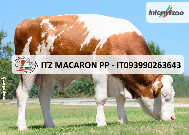 ITZ MACARON PP - new