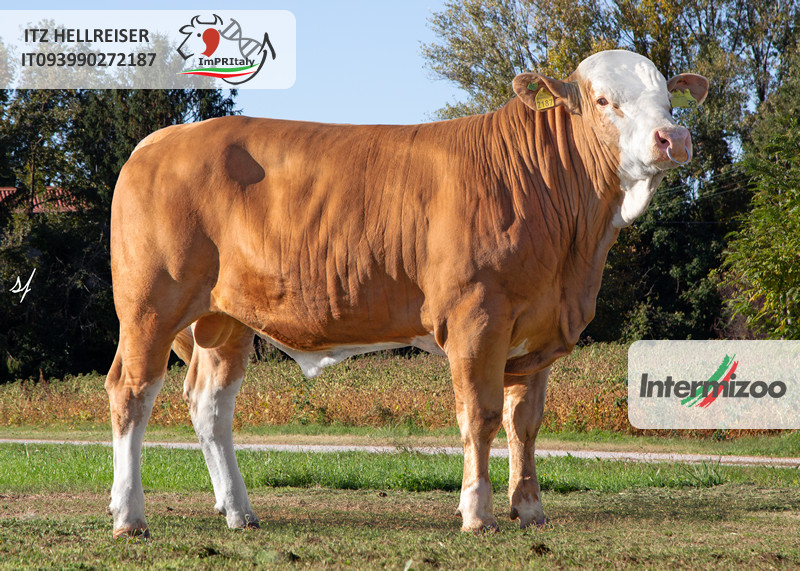 ITZ HELLREISER IT093990272187