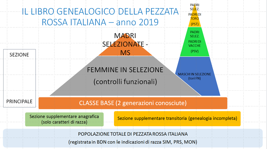 Schema di Selezione - 2019